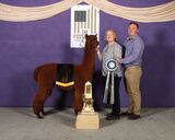 alpaca for sale