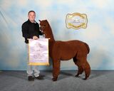 alpaca for sale