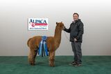 alpaca for sale