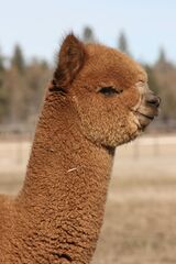 alpaca for sale