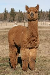 alpaca for sale