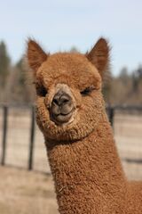 alpaca for sale