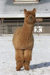 alpaca for sale