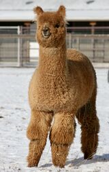alpaca for sale