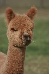 alpaca for sale