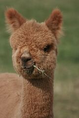 alpaca for sale
