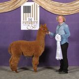alpaca for sale