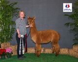 alpaca for sale