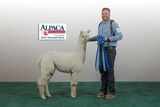 alpaca for sale