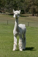 alpaca for sale