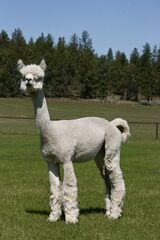 alpaca for sale