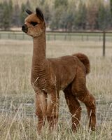 alpaca for sale