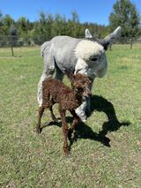 alpaca for sale