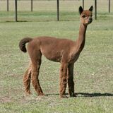 alpaca for sale