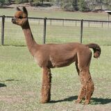 alpaca for sale