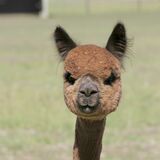 alpaca for sale