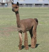 alpaca for sale
