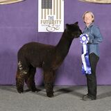 alpaca for sale
