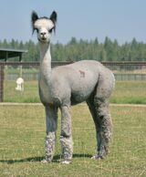 alpaca for sale