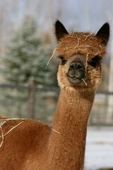 alpaca for sale