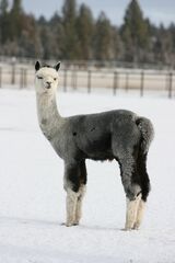 alpaca for sale