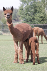 alpaca for sale