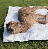 alpaca for sale