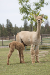 alpaca for sale