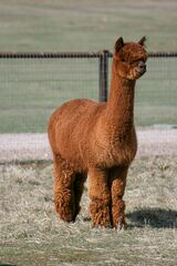 alpaca for sale