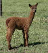 alpaca for sale
