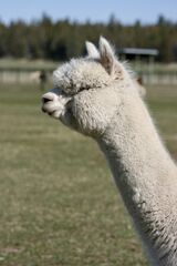 alpaca for sale