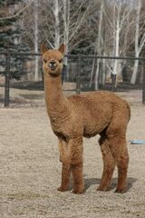 alpaca for sale