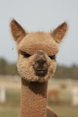 alpaca for sale