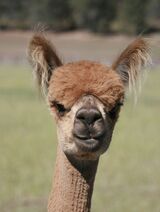 alpaca for sale