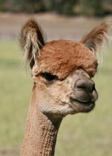 alpaca for sale