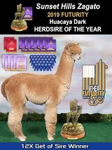 alpaca for sale