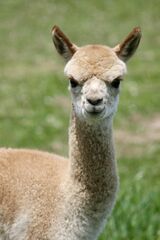 alpaca for sale