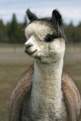 alpaca for sale