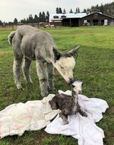 alpaca for sale
