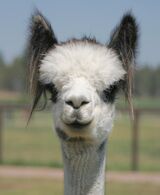 alpaca for sale