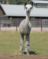 alpaca for sale