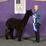 alpaca for sale