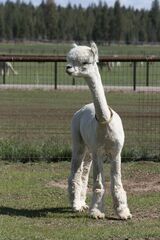 alpaca for sale