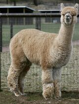 alpaca for sale