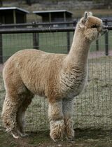 alpaca for sale