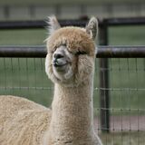 alpaca for sale
