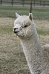 alpaca for sale