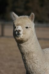 alpaca for sale