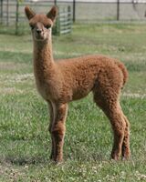 alpaca for sale
