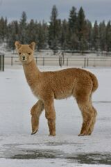 alpaca for sale
